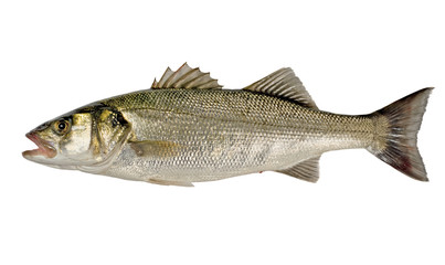 Freshly Caught Sea Bass (Dicentrarchus labrax) Isolated on White