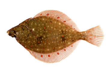 Freshly Caught Plaice (Pleuronectes platessa) Isolated on White