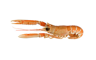 Langoustine also known as Dublin Bay Prawn Isolated on White