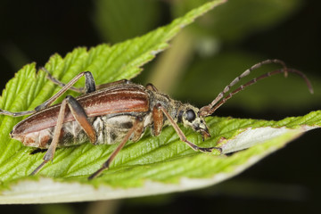 Variable longhorn beetle (Stenocorus meridianus)