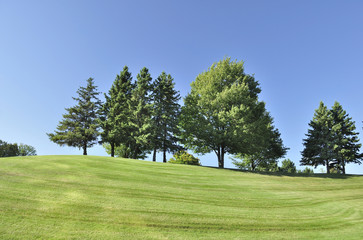 hill with trees