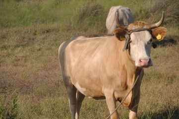 Brown cow