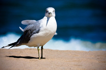 Sea Bird © tbucko