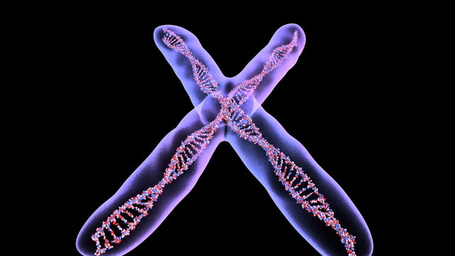 chromosome 2