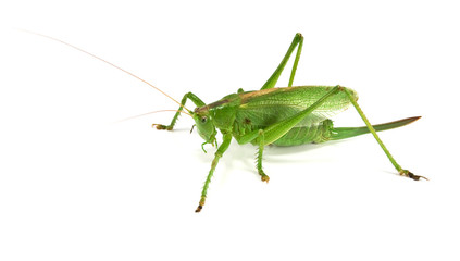 locust