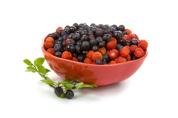Wild strawberries and blueberries