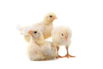 three chickens