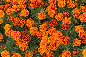 background of orange flowers