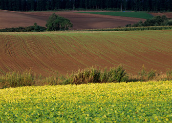 豆畑の丘