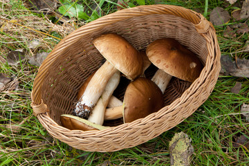 Top view of basket with some edible mushrooms