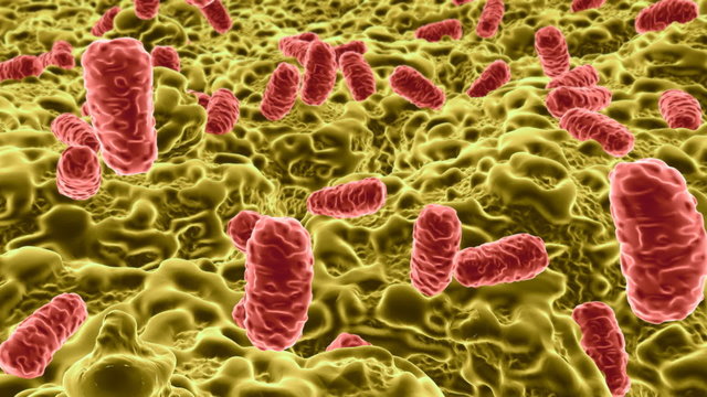 salmonella 01