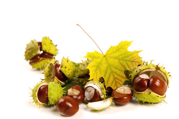 herbstzauber kastanien