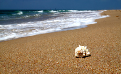 Muschel am Strand I