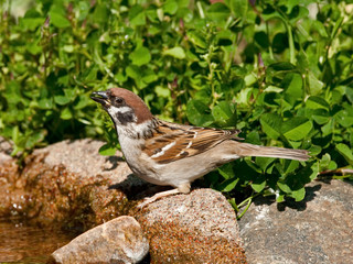 Thirsty Eurasian Tree Sparrow drinking water