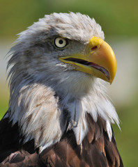 Águila americana.