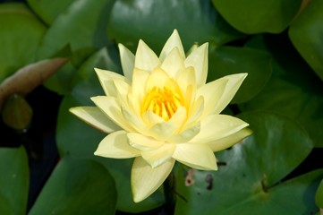 Lotus