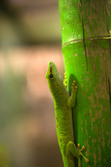 gecko