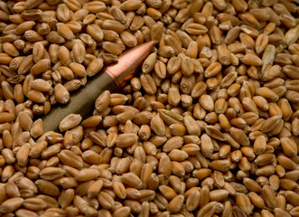 Cartridge buried in corn crop as hidden danger concept