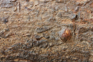 bark