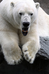 Obraz na płótnie Canvas Polar Bear