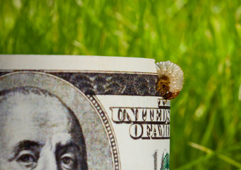 dollar banknote eaten by caterpillar - economic crisis concept