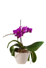 beautiful pink orchid in pot on white