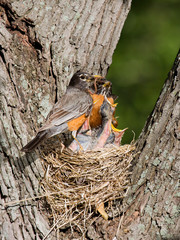 dinner arrives for baby robins