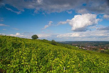 Fototapeta na wymiar mountain view of greap yard near small european village in vine