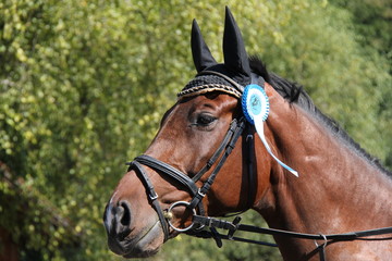 Fototapeta premium Pferd