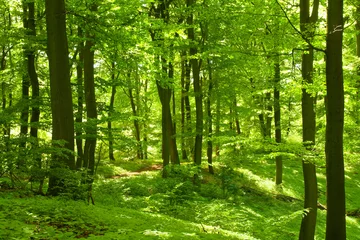 Grüner Sommerwald © Inga Nielsen