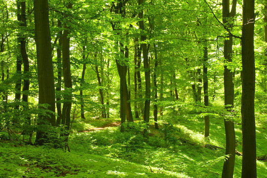 Grüner Sommerwald