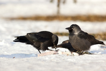 Jackdaw, Daw (Corvus monedula)