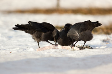 Jackdaw, Daw (Corvus monedula)