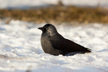 Jackdaw, Daw (Corvus monedula)