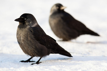 Jackdaw, Daw (Corvus monedula)