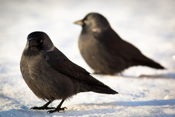 Jackdaw, Daw (Corvus monedula)