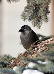 Jackdaw, Daw (Corvus monedula)