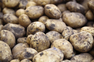 pommes de terre terreuses en vrac