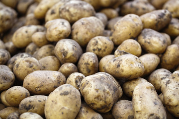 grosses pommes de terre pour locavores