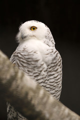 Snowy Owl - Bubo Scandiacus