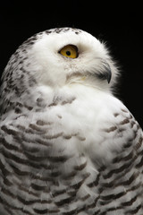 Snowy Owl - Bubo Scandiacus