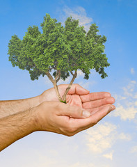 tree in hands as a symbol of nature protection