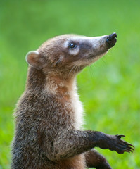 mexican coatis racoon standing