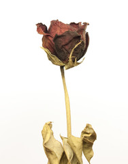 Beautiful dried red rose over white background