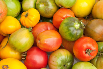 Fototapeta na wymiar Eco tomatoes