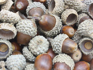 Autumn acorns