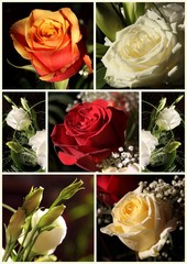 Composition de roses
