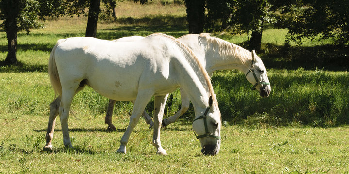 Cavalli lipizzani liberi 1
