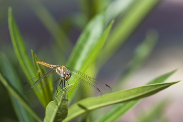 Insect
