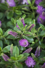 arbuste &agrave; fleurs mauve violette